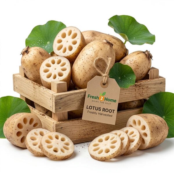LOTUS ROOT